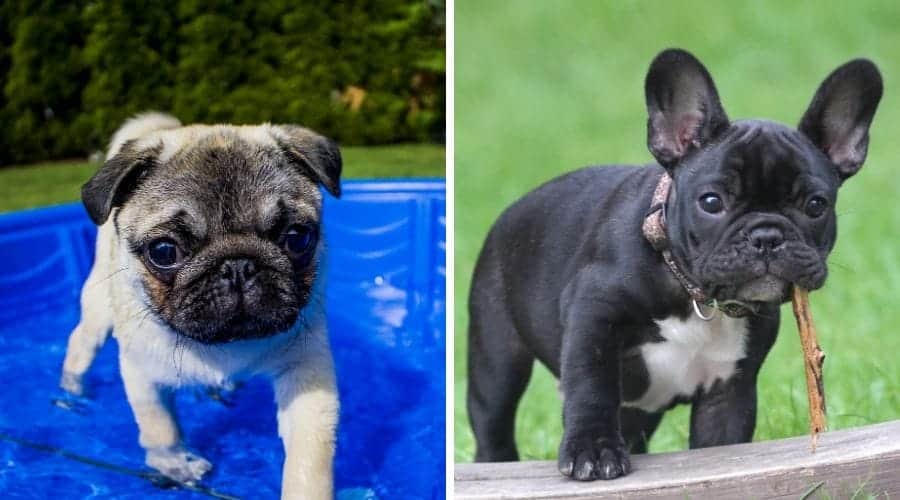 Pug vs French Bulldog