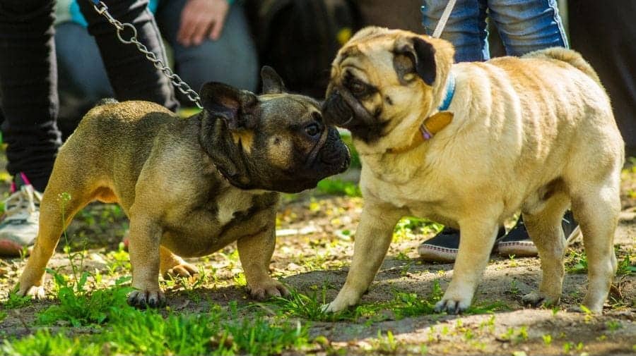 Dogs playing 