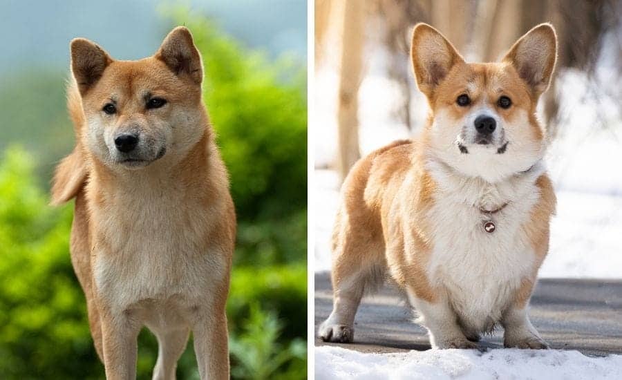 Shiba Inu vs Corgi