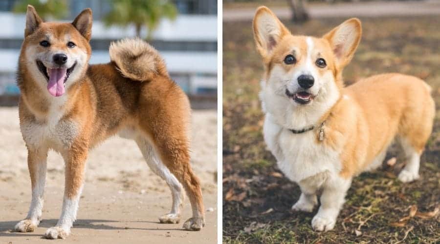 Shiba Inu vs Corgi