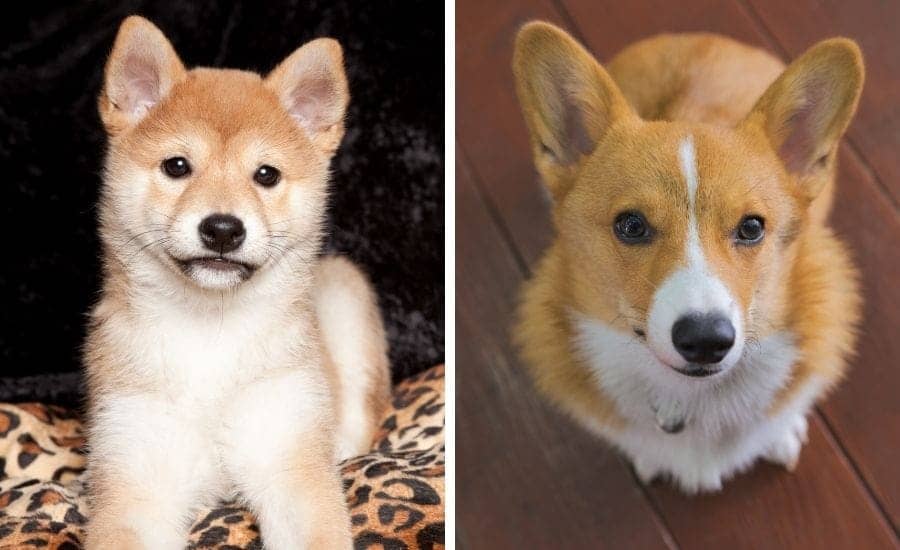 Shiba Inu puppy and Corgi puppy