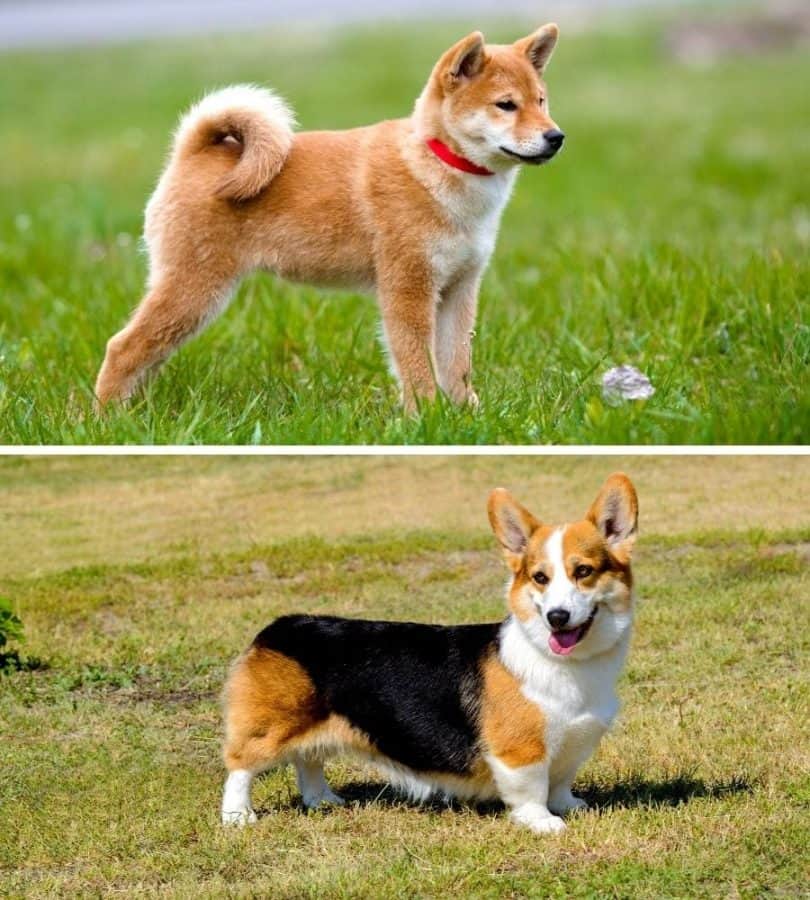 Dog comparison