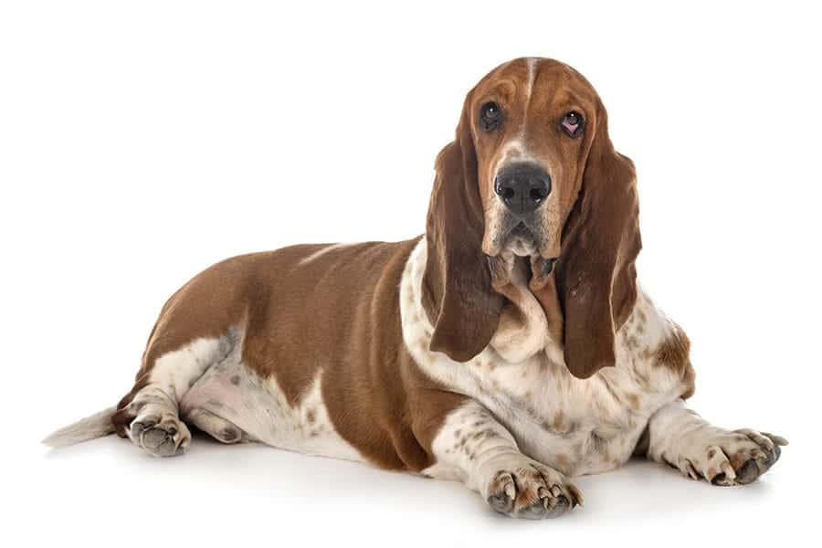 Basset Hound Names