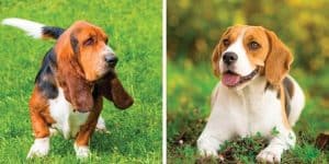 Basset Hound vs Beagle