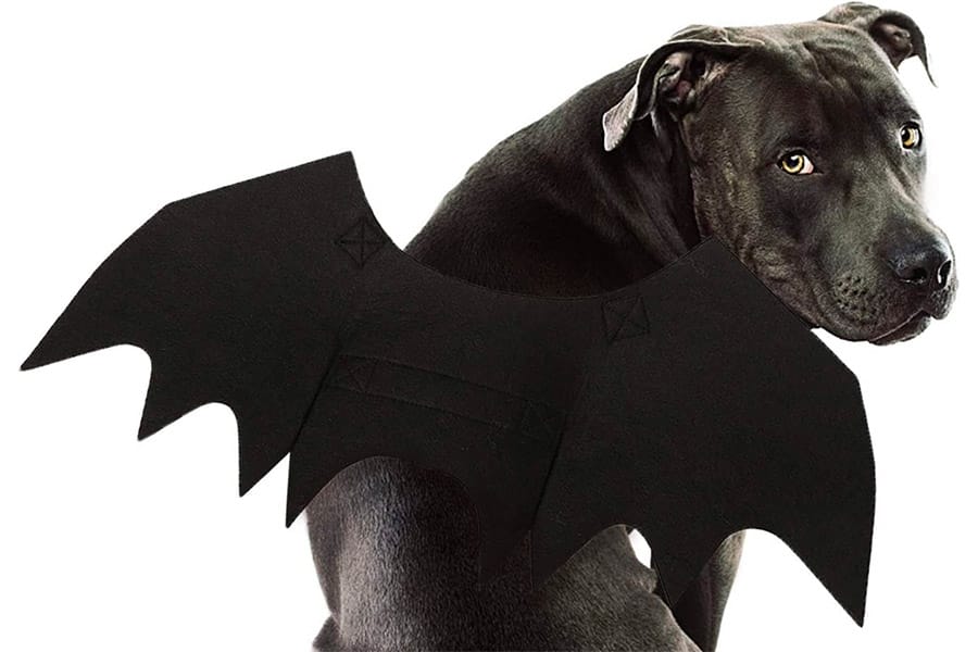 dog in a bat wings costume