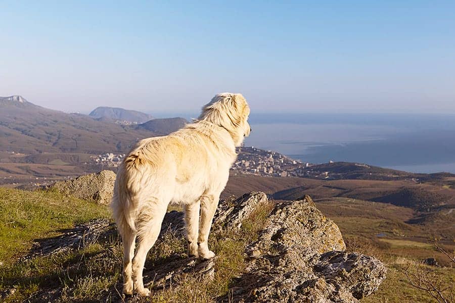 dog looking over mountains
