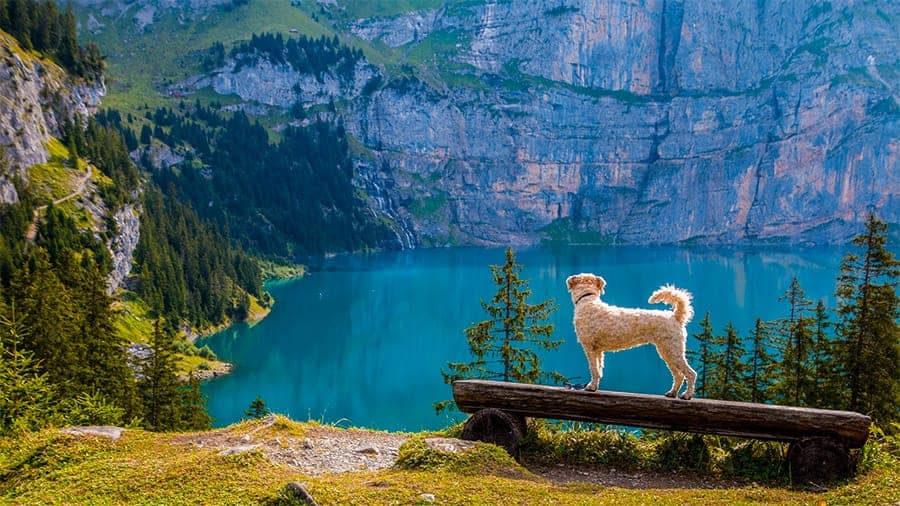 Norse Dog Names - dog near mountains and lake