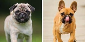 Pug vs French Bulldog