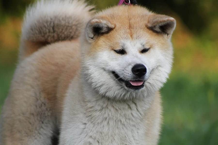 an akita dog breed