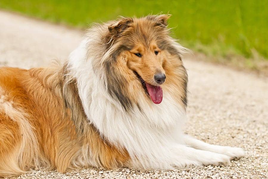 collie sitting in a dirt road