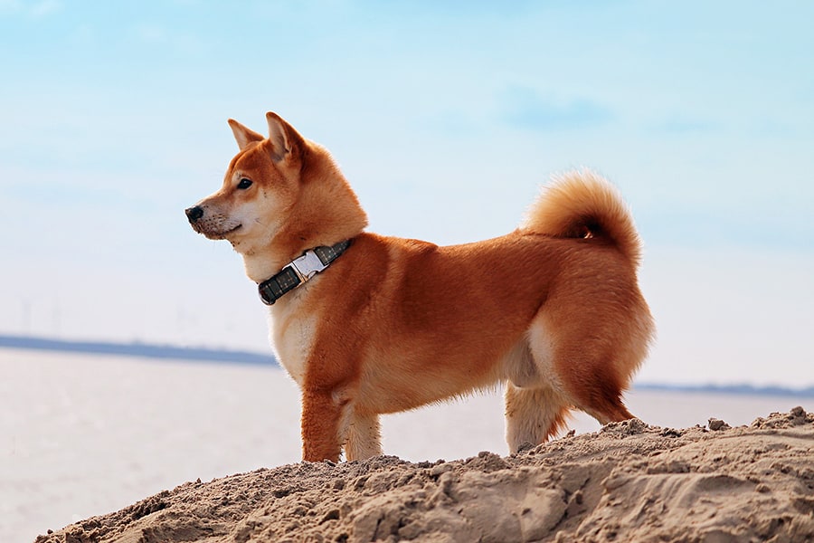 Japanese Dog Names - Shiba Inu