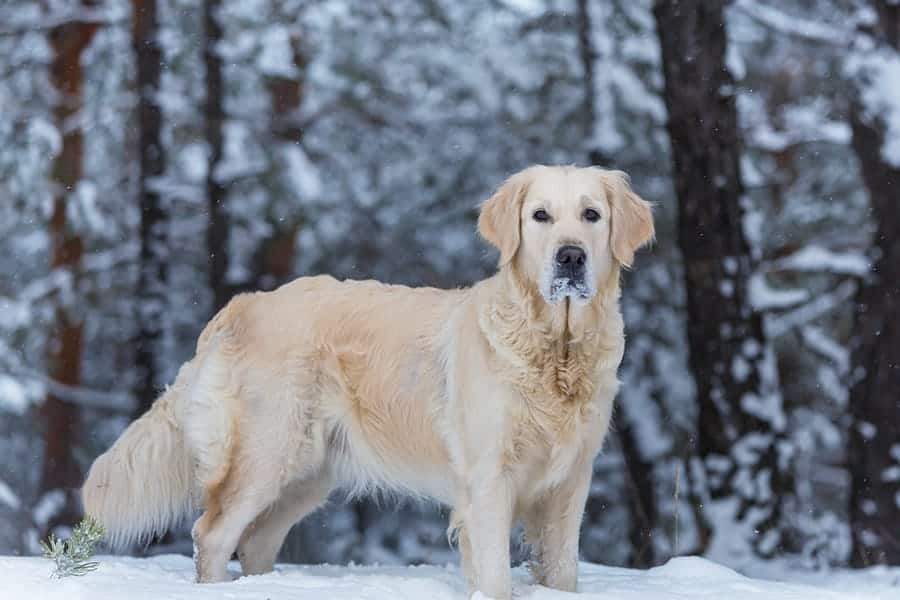 large dog standing in the snow near trees