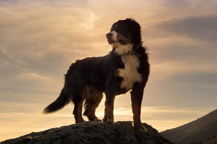 Dog on mountain