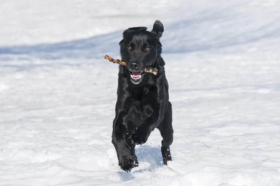 Running dog