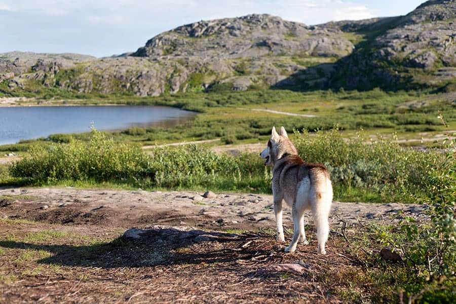 husky in mountains