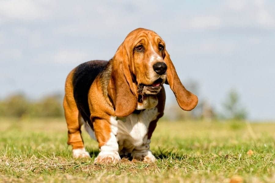 basset hound standing in the grass