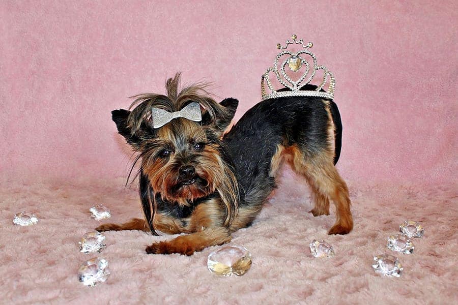 dog with crown on backside