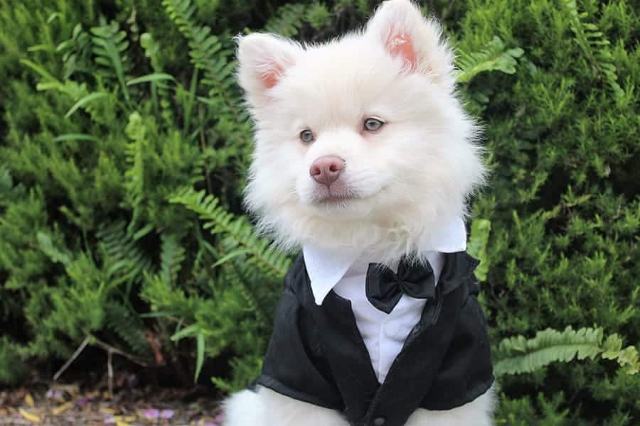 unique looking dog in a suit