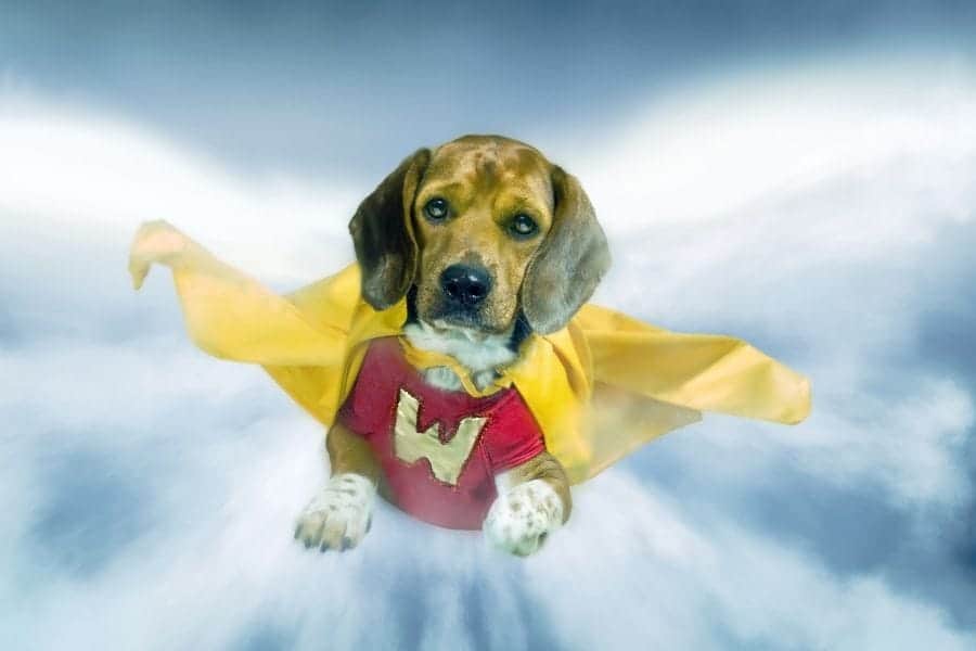 Superhero dog names