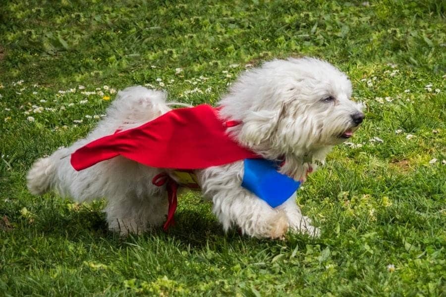Hero dog