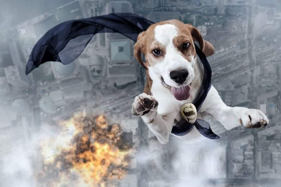 superhero dog with cape