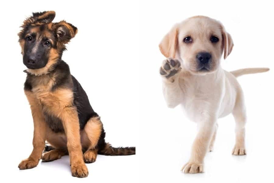 german shepherd & lab puppies
