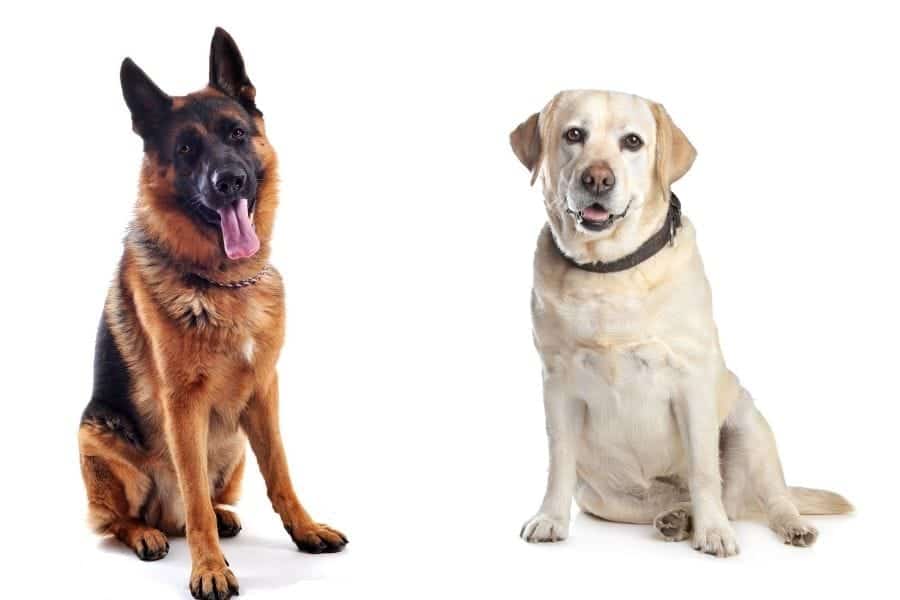 German Shepherd vs Labrador Retriever