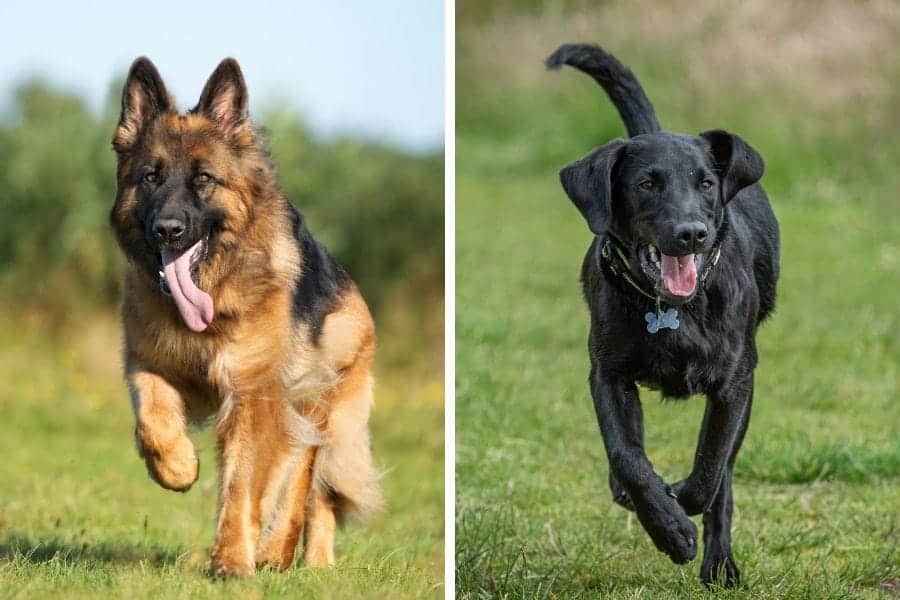 german shepherd and black lab running