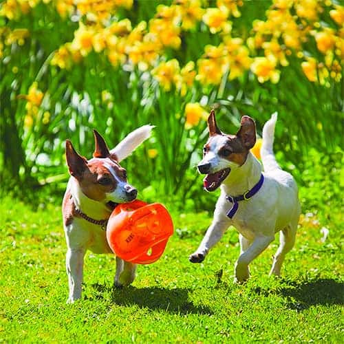 dogs playing with ball