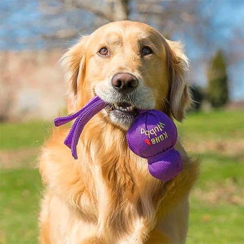 golden retriever with wubba