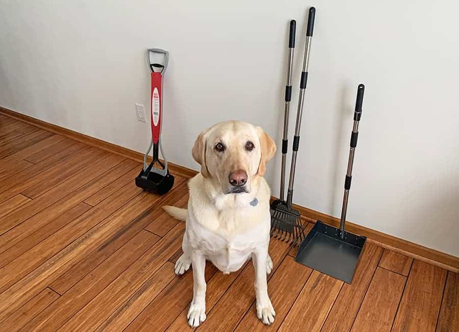 best pooper scoopers - lab with dog scoops
