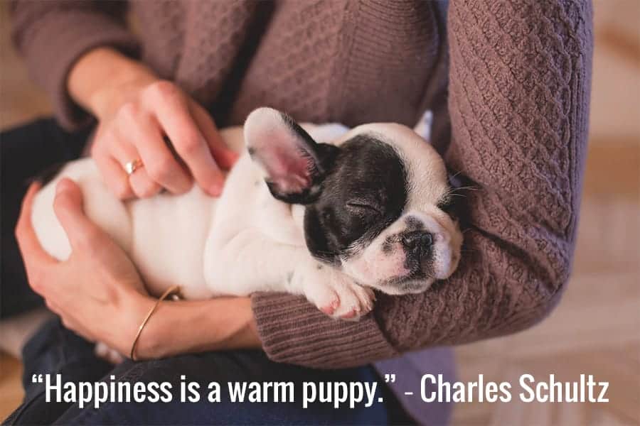 Puppy in Arms - Dog Best Friend Quotes - happiness is a warm puppy