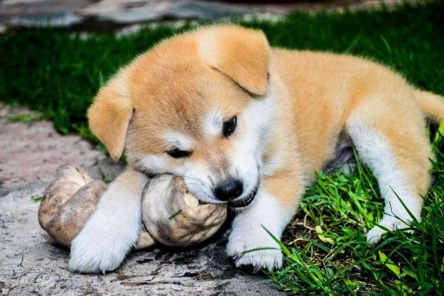 tiny puppy chewing a rawhide