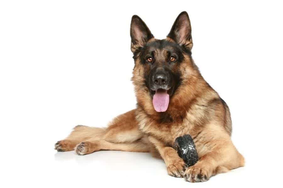 Discover the best toys for German Shepherds