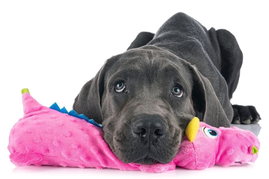 Best toys for Great Danes