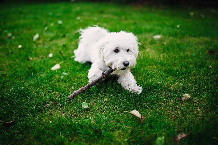 maltese in grass chewing stick