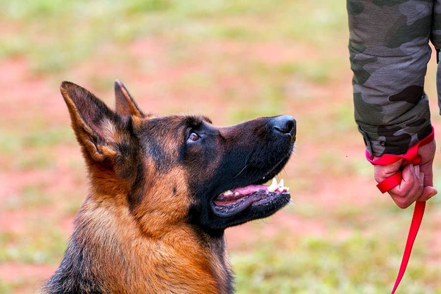 Indian army hot sale dog rank