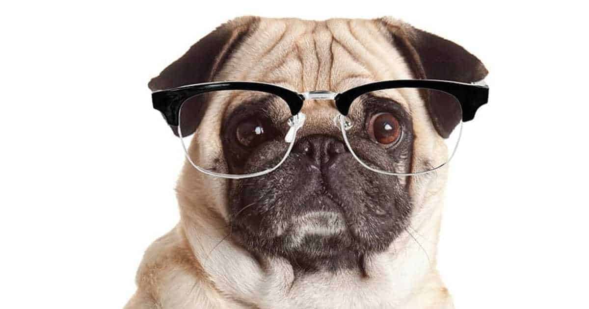 Nerdy Dog Names - 185 Awesome Names for Your Pup ...