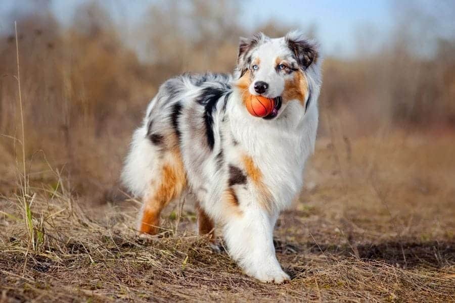 Australian Shepherd with blue eyes and coat