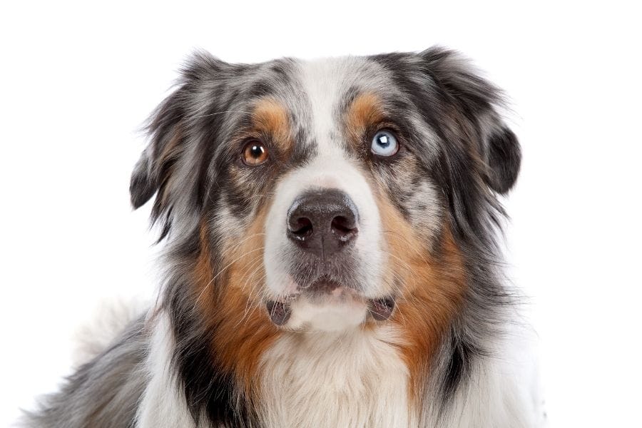 multi-colored eyes on dog