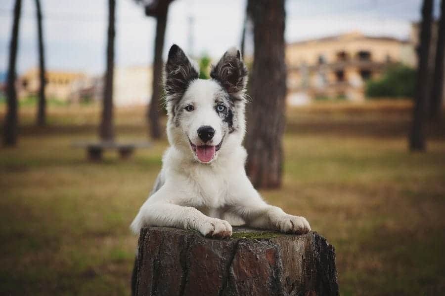 Blue eyed pup on stump