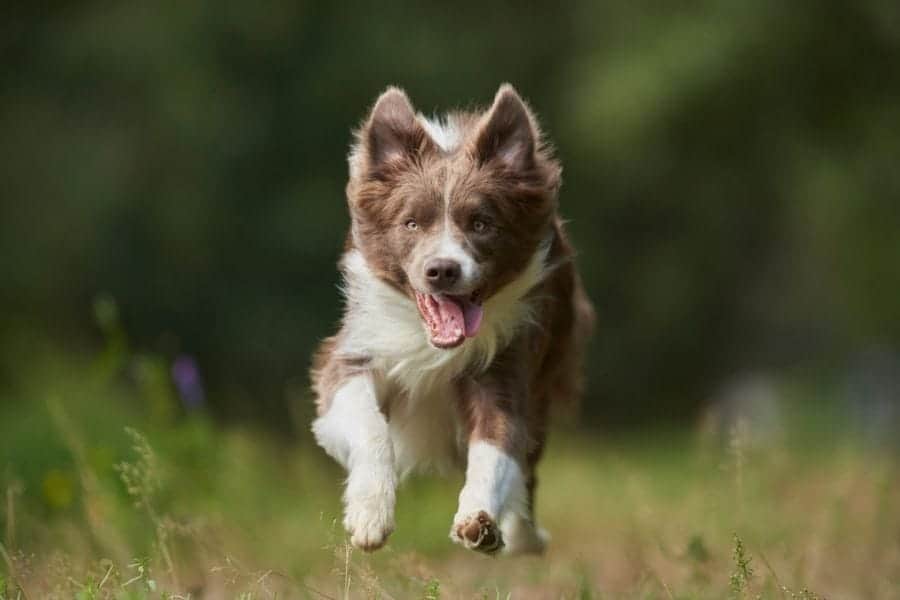 Brodie the lilac border collie. My new dog!