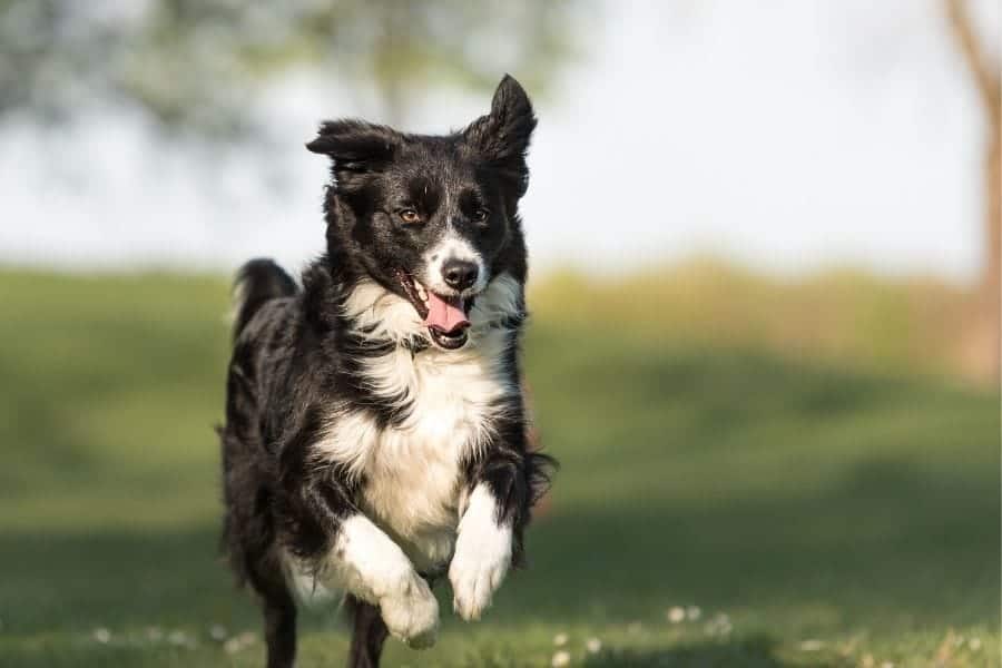 Black and white dog running