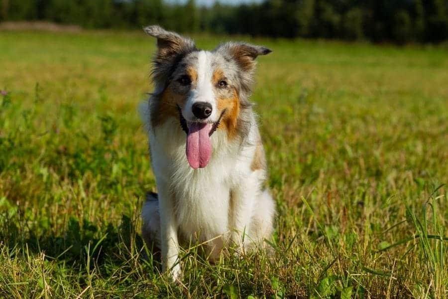 Border Collie sitting in grass