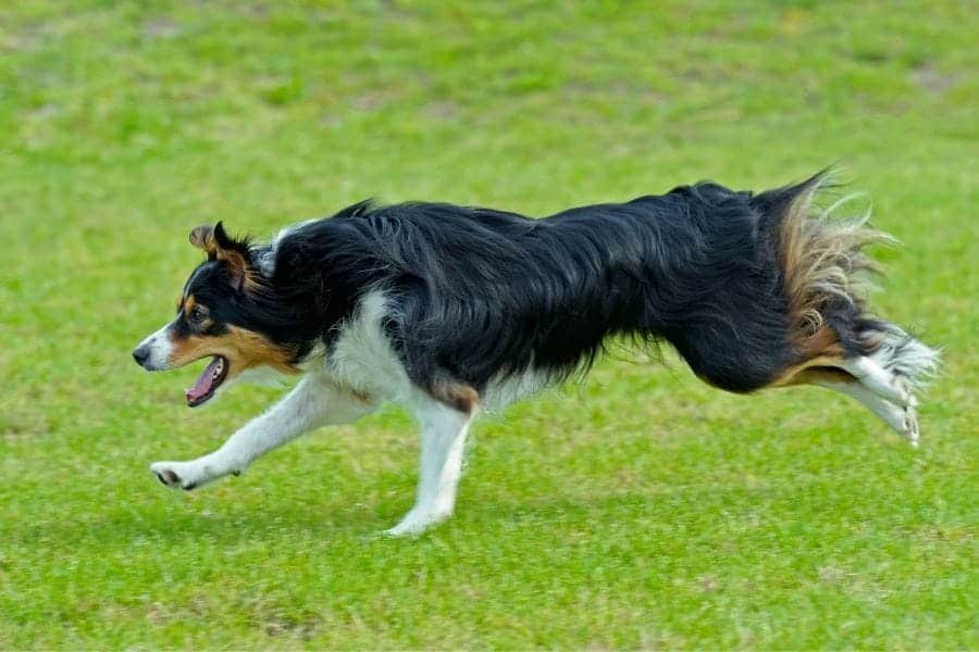 Border Collie running