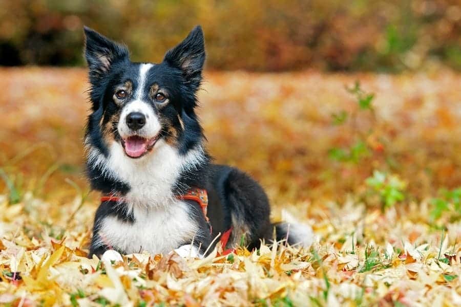 Border collie laying in leaves