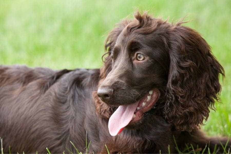 Brown Dog Names - [405+ Unique Names You'll Love] - My Dog's Name