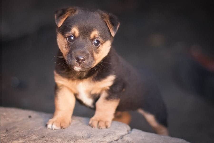 Brown puppy names