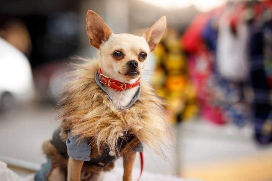 Nordstrom Has so Many Fancy Dog Sweaters on Sale