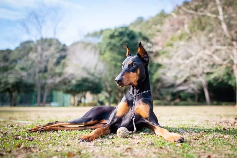 Best male doberman names sale